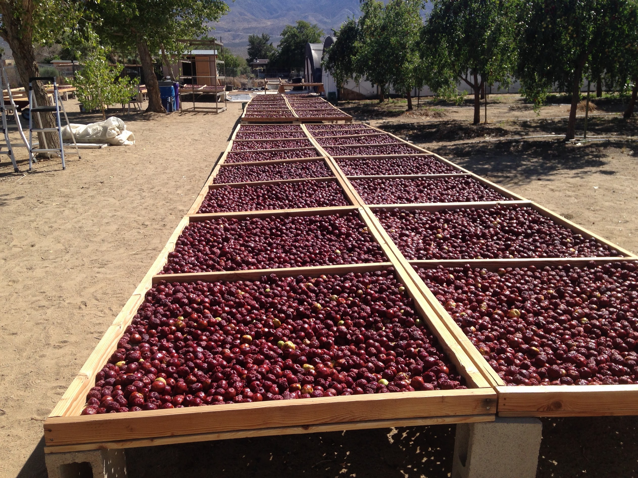 Outdoor drying racks with fresh jujubes