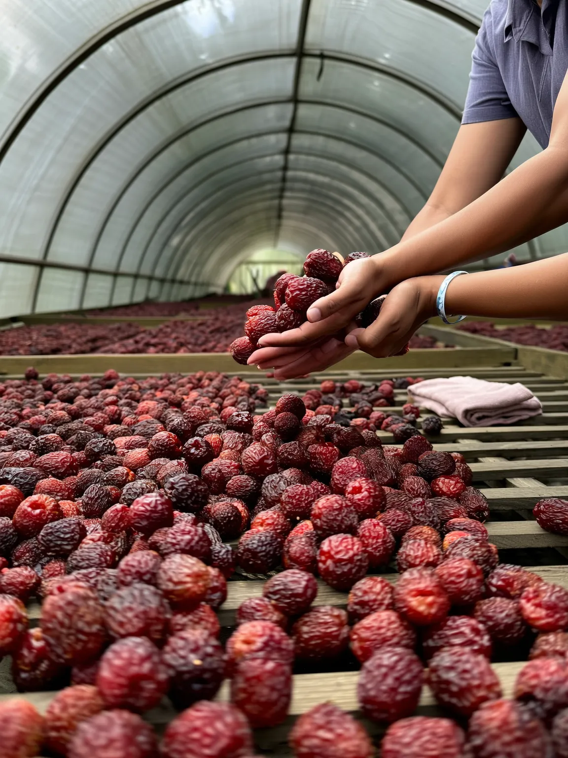 Jujubes drying in greenhouse tunnel