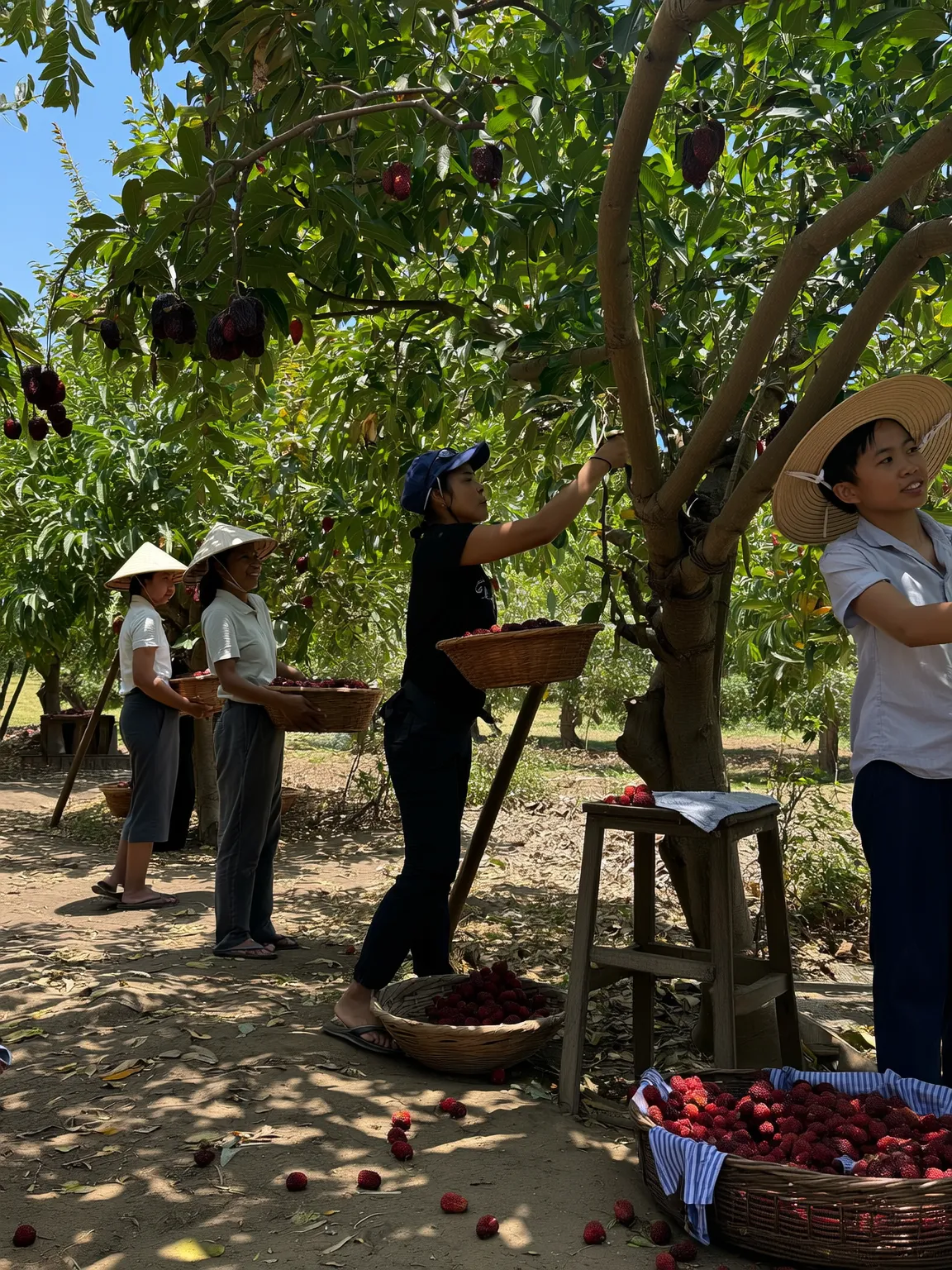 Family picking jujubes from trees