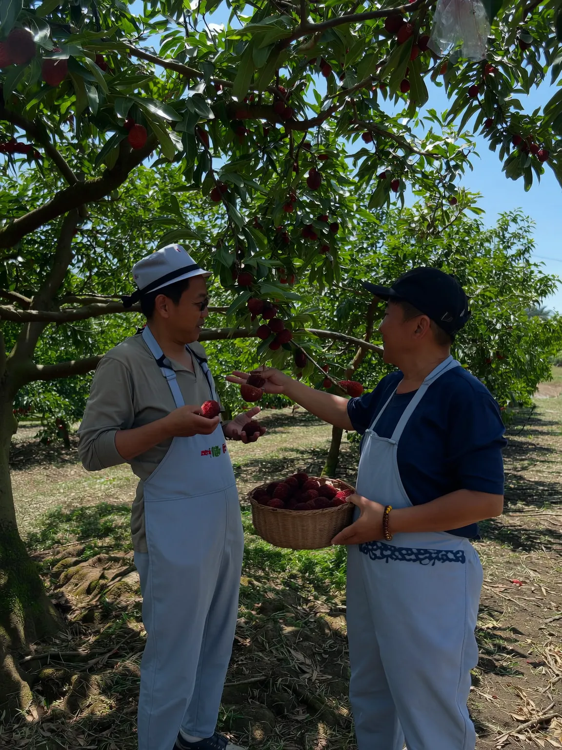 Sharing the jujube harvest