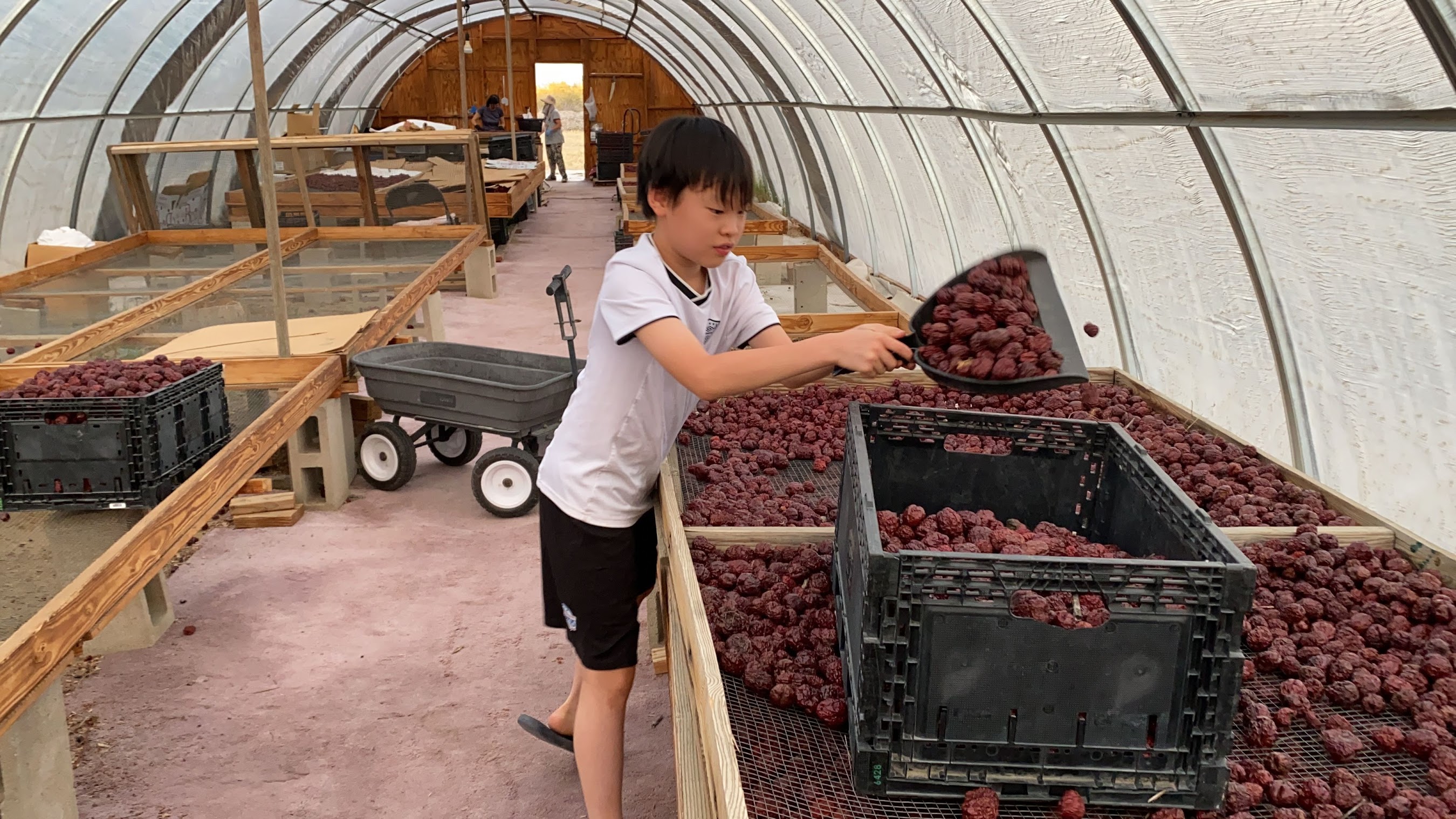 Inside greenhouse with drying jujubes