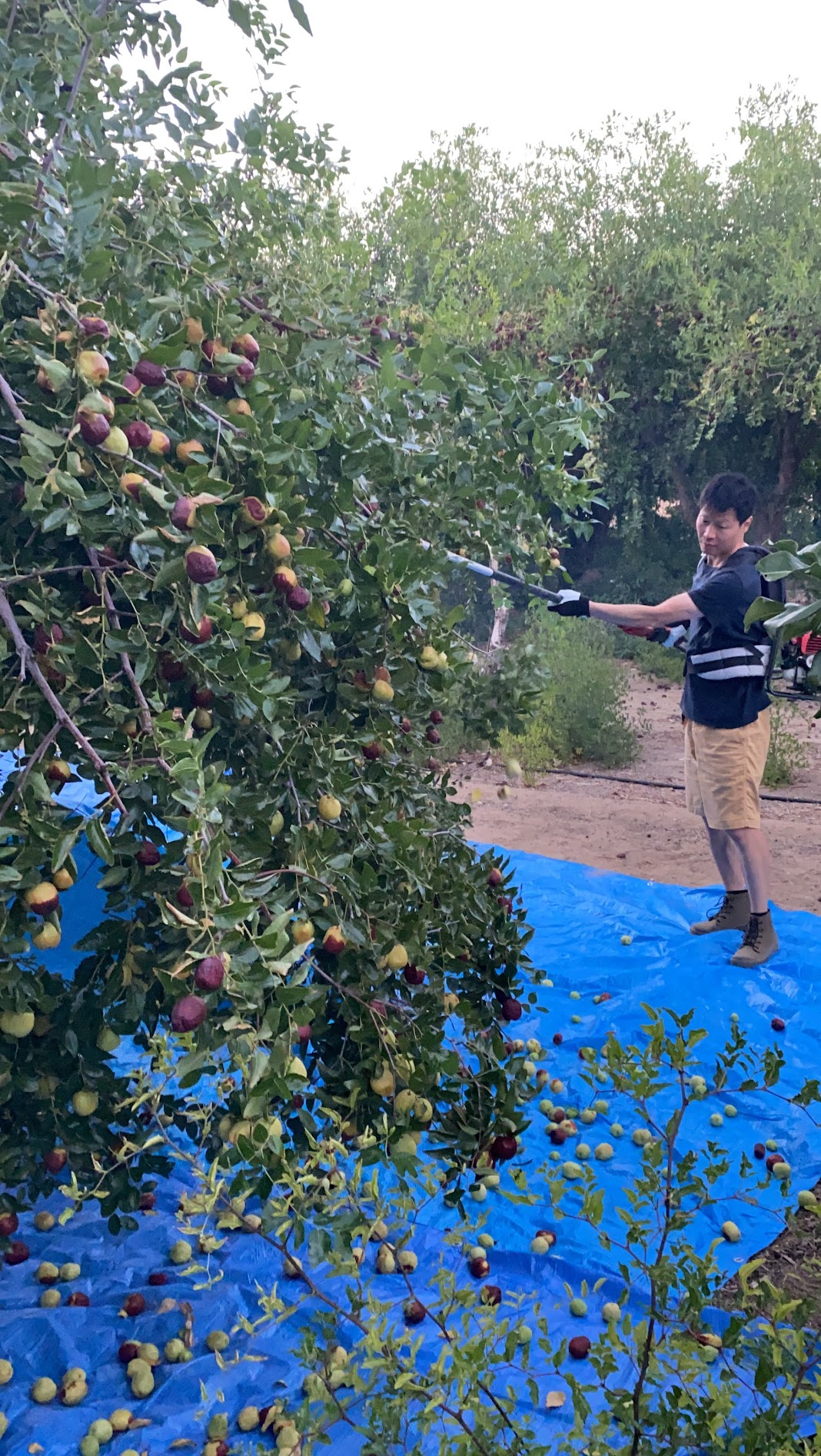 Harvesting jujubes with traditional methods
