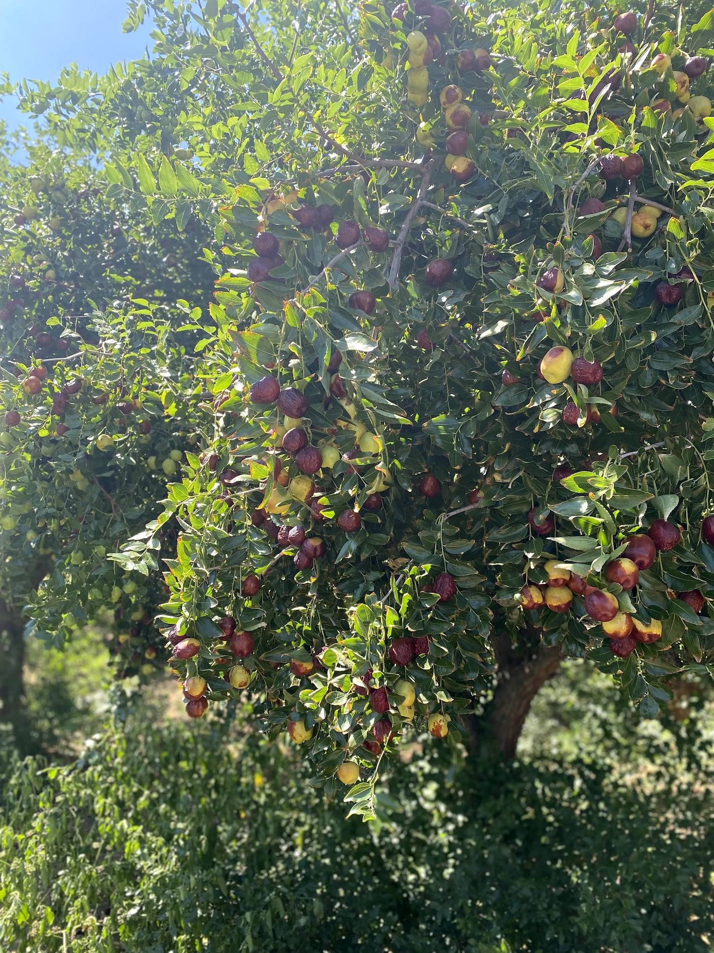 Ripe jujubes hanging on tree branches