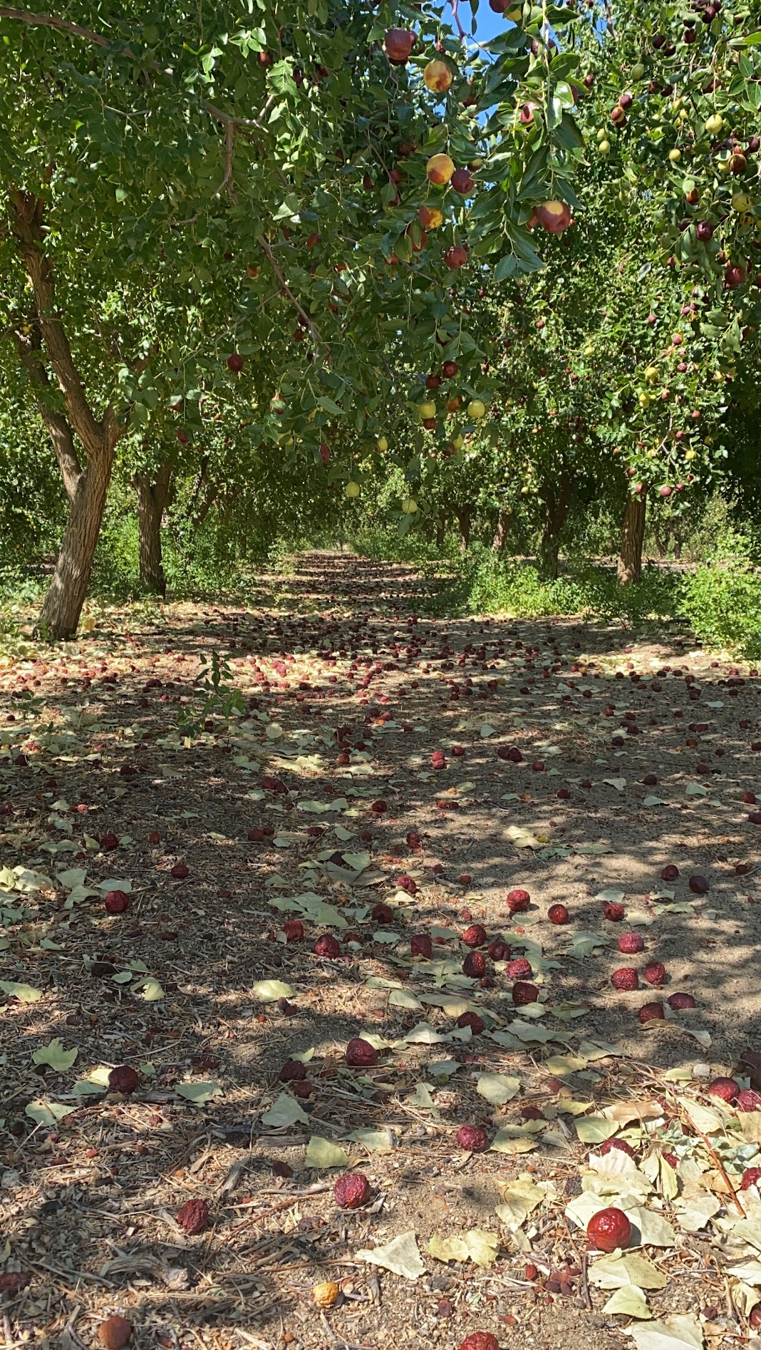Scenic pathway through jujube orchard