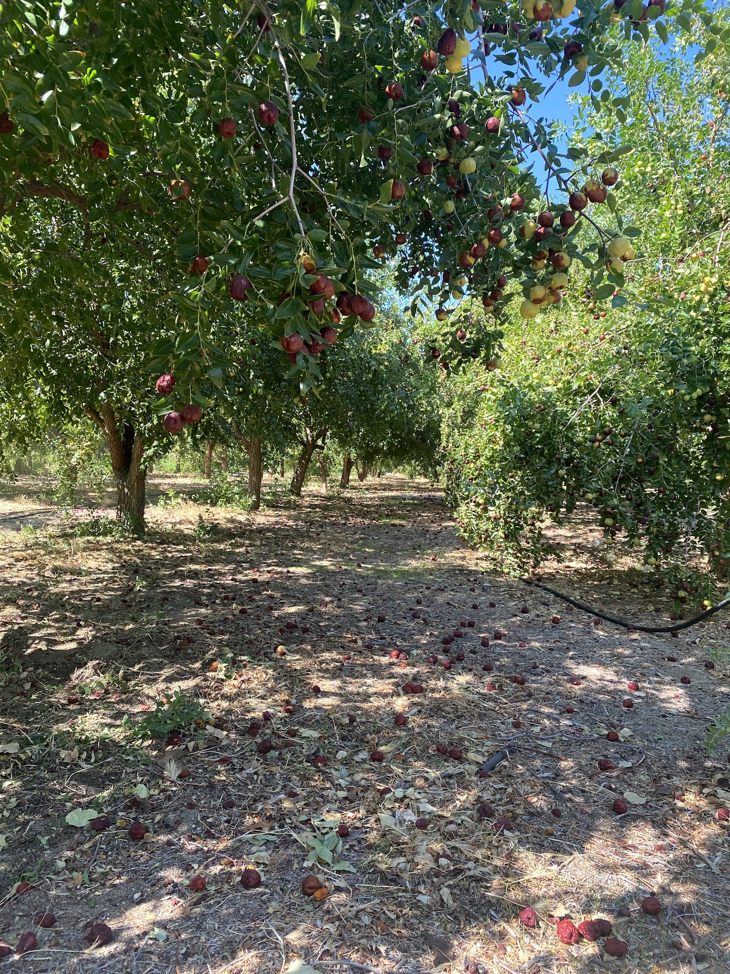 Beautiful rows of jujube trees