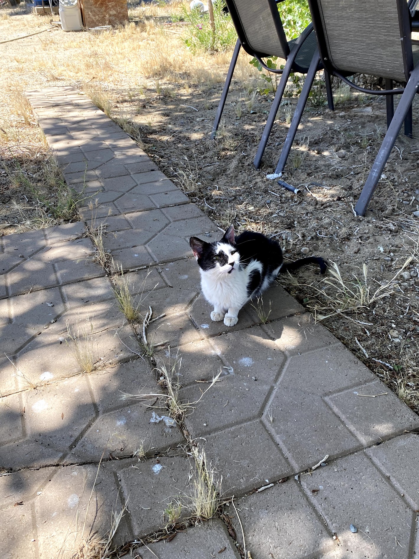 Jujube orchard landscape